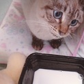 子猫の里親さん、飼い主さん探しています！