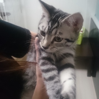 ★マンチカン★足長女の子★血統書あり★