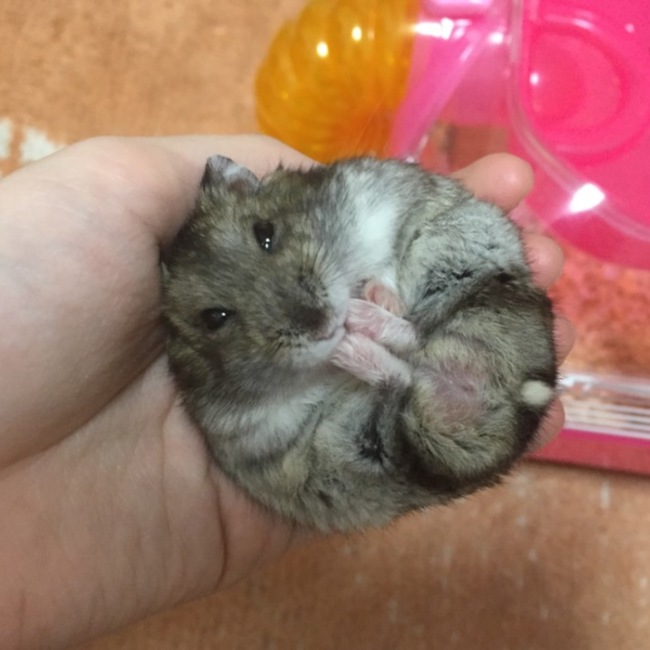 まるおまるまるのカバー写真
