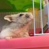 にこにこあきぃ