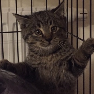 生後3か月のキジトラと黒猫の4兄妹