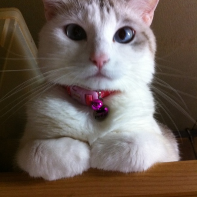 とーこねこのカバー写真