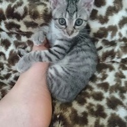 スカイツリー近く★ソラネコ譲渡会 サムネイル2