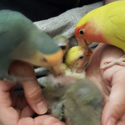 「スクスクと」サムネイル2