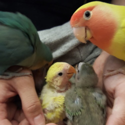 「スクスクと」サムネイル3