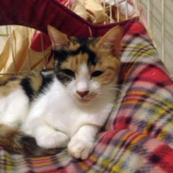 スカイツリー近く★ソラネコ譲渡会 サムネイル3