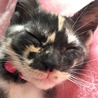 9月に子猫を保護 スクスクそだってます。我が家の三女 約3ヶ月