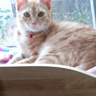 優しい穏やか君 茶トラの柚君