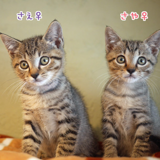 可愛いキジトラ姉妹★抱っこちゃんたち★2か月半