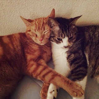 仲良し2匹♫
