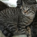3ヶ月の子猫の里親募集！