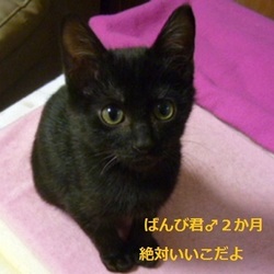 １１月２０日はいいにゃんこの日～IN大府市❤