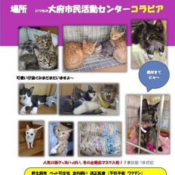 １１月２０日はいいにゃんこの日～IN大府市❤ サムネイル2