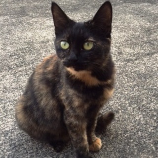 さらちゃん　　抱っこ好きです