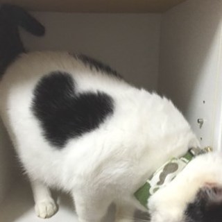 ハートの模様が素敵です