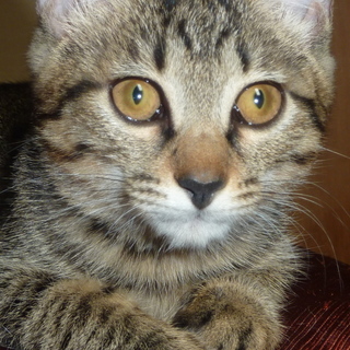 おとなしいトラ猫