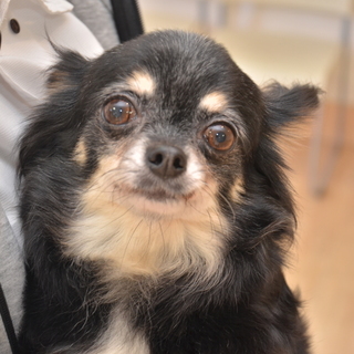 サンちゃん♀　推定7才