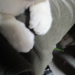 「膝乗り猫」サムネイル2