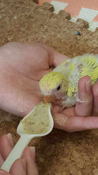 コザクラインコの雛ちゃん 大阪府 鳥の里親募集 ペットのおうち 月間利用者150万人