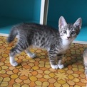 生後約１ヶ月〜２ヶ月の子猫