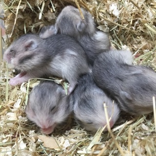 ゴールデンハムスターの赤ちゃん