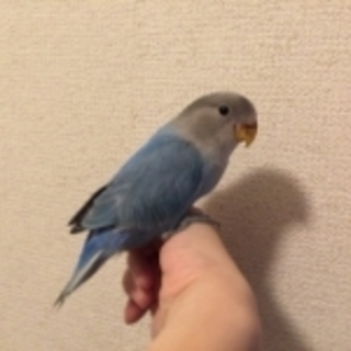 コザクラインコ里親募集（決定しました）