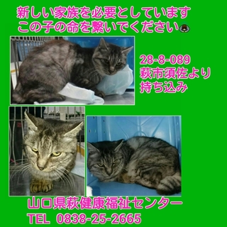 期限１１月１６日  キジ猫 持ち込み