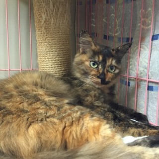 センター収容のゴロスリの女の子