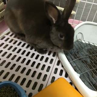 ミニレッキス  ３歳雌  ダークブラウン  里親