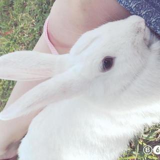 ウサギたちを可愛がってくださる里親募集