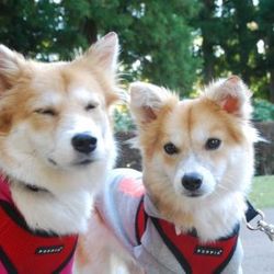 郁ちゃんと舞ちゃん、里親募集を開始しました！