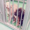 追記あり、小さな命には期限があります③助けて! サムネイル6