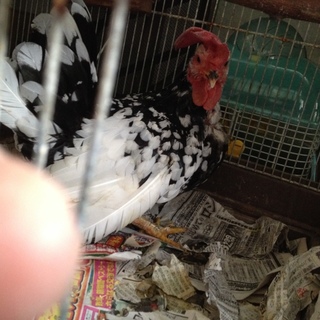 碁石チャボさん里親募集