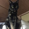 ぶちちゃん