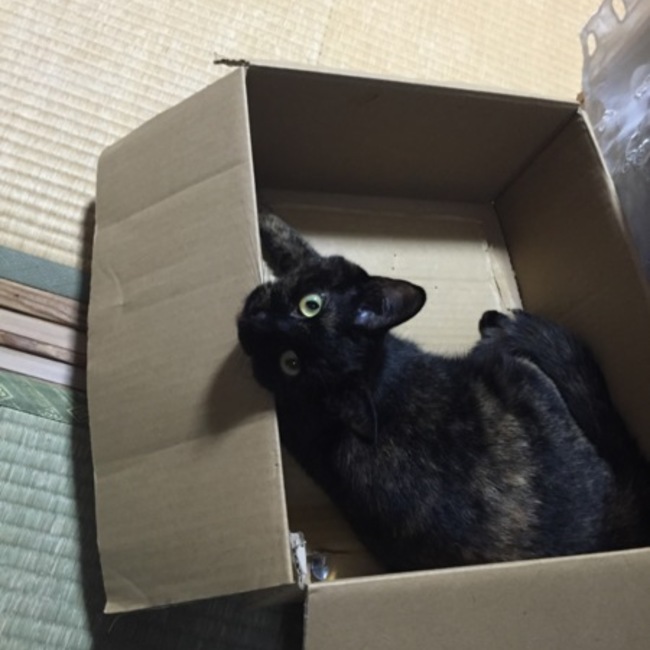 ぶちちゃんのカバー写真