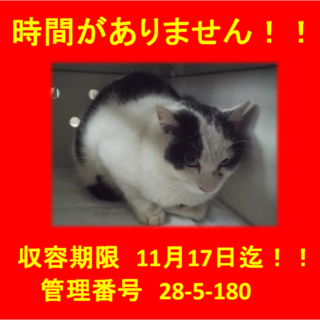 里親決定！！お迎えありがとうございました(^^♪