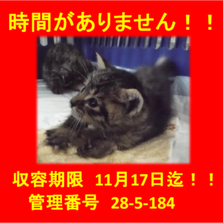 里親決定！！お迎えありがとうございました(^^♪