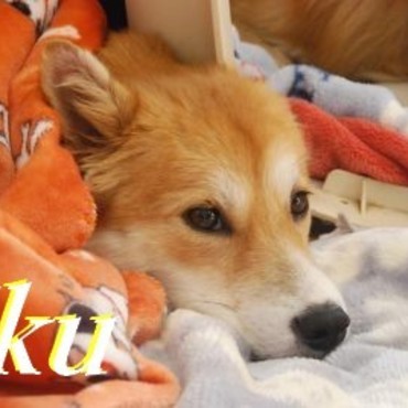 未来の家族へ。私はここにいるよ・・・　郁より