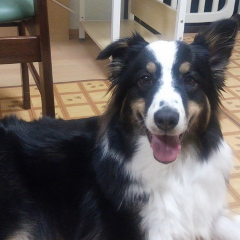 リラのカバー写真