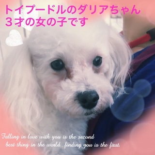 トイプードルのダリアは小振りな甘えん坊な女の子