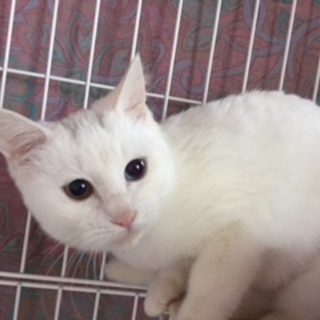 ふわふわのメレンゲちゃん