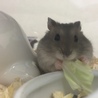 ちょいたん