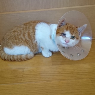 推定2か月、目にハンデ有のマサムネくん、白茶トラ雄