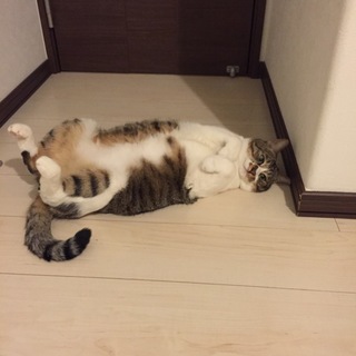 人懐っこく甘えん坊です。