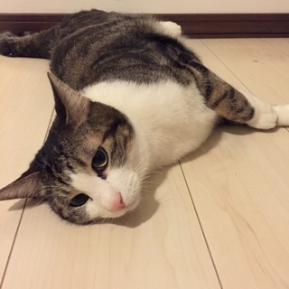 人懐こいけど気まぐれです。