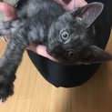 1～2ヶ月の男の子！甘えん坊で元気な子です＊