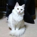 長毛の白猫ちゃん