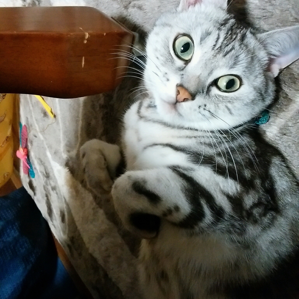 マリオのカバー写真