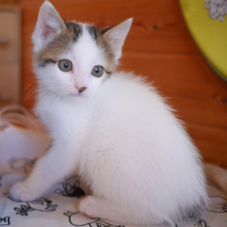 約2か月＠白キジ男の子