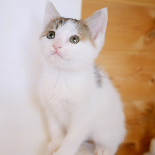 約2か月のキジ白＠男の子